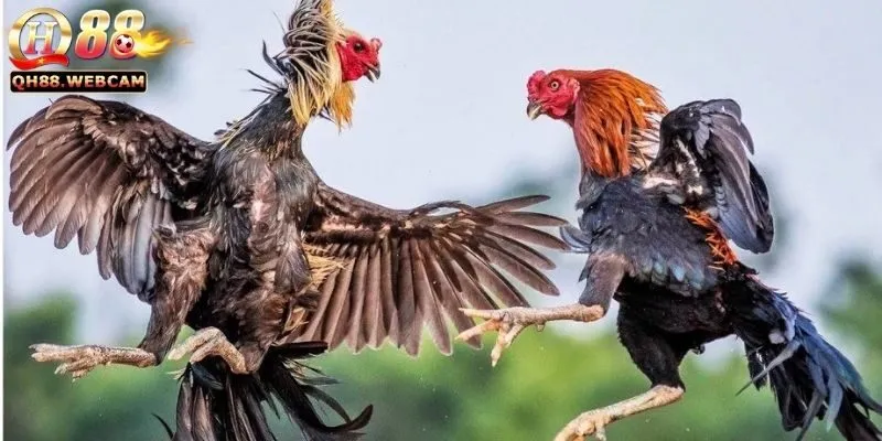 Đá Gà GA28 - Trải Nghiệm Đá Gà Thú Vị, Nhiều Trận Đấu Hấp Dẫn 1 Đá Gà GA28 - Trải Nghiệm Đá Gà Thú Vị